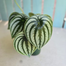 Load image into Gallery viewer, #D228 Watermelon Peperomia