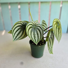 Load image into Gallery viewer, #D228 Watermelon Peperomia