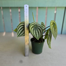 Load image into Gallery viewer, #D228 Watermelon Peperomia