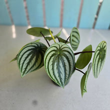 Load image into Gallery viewer, #D228 Watermelon Peperomia