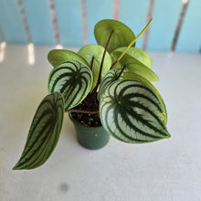 Load image into Gallery viewer, #D228 Watermelon Peperomia