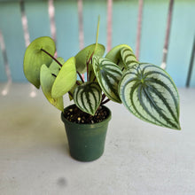 Load image into Gallery viewer, #D228 Watermelon Peperomia
