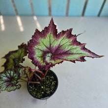 Load image into Gallery viewer, #D6 Begonia Raspberry Torte
