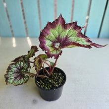 Load image into Gallery viewer, #D6 Begonia Raspberry Torte