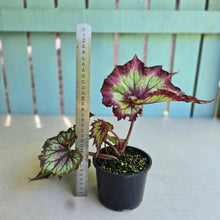 Load image into Gallery viewer, #D6 Begonia Raspberry Torte