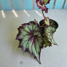 Load image into Gallery viewer, #D6 Begonia Raspberry Torte