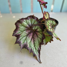 Load image into Gallery viewer, #D6 Begonia Raspberry Torte