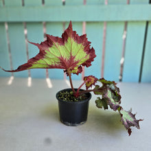 Load image into Gallery viewer, #D6 Begonia Raspberry Torte