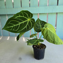 Load image into Gallery viewer, #RB5 Anthurium Magnificum