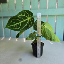 Load image into Gallery viewer, #RB5 Anthurium Magnificum