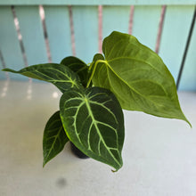 Load image into Gallery viewer, #RB5 Anthurium Magnificum