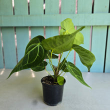 Load image into Gallery viewer, #RB5 Anthurium Magnificum
