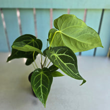 Load image into Gallery viewer, #RB5 Anthurium Magnificum
