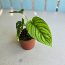 Load image into Gallery viewer, #R777 Philodendron Furcatum