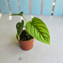 Load image into Gallery viewer, #R777 Philodendron Furcatum