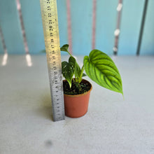 Load image into Gallery viewer, #R777 Philodendron Furcatum