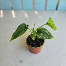 Load image into Gallery viewer, #R777 Philodendron Furcatum