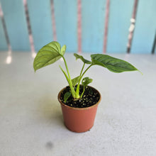 Load image into Gallery viewer, #R777 Philodendron Furcatum