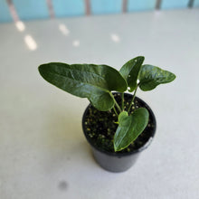Load image into Gallery viewer, #R245 Anthurium Sp. From Chapada Diamantina Brazil