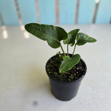 Load image into Gallery viewer, #R245 Anthurium Sp. From Chapada Diamantina Brazil