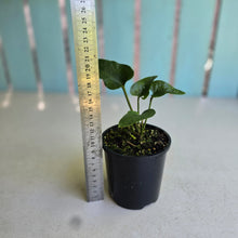 Load image into Gallery viewer, #R245 Anthurium Sp. From Chapada Diamantina Brazil