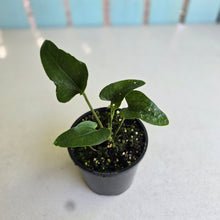 Load image into Gallery viewer, #R245 Anthurium Sp. From Chapada Diamantina Brazil