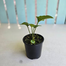 Load image into Gallery viewer, #R245 Anthurium Sp. From Chapada Diamantina Brazil
