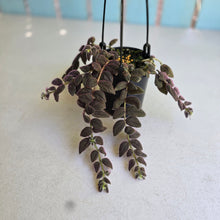 Load image into Gallery viewer, #R29 Columnea Gloriosa 'Purpurea'