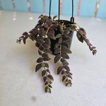 Load image into Gallery viewer, #R29 Columnea Gloriosa 'Purpurea'