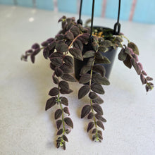 Load image into Gallery viewer, #R29 Columnea Gloriosa 'Purpurea'