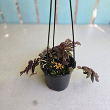 Load image into Gallery viewer, #R29 Columnea Gloriosa 'Purpurea'