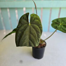 Load image into Gallery viewer, #RB9 Flowering Anthurium Papillilaminum x Dressleri