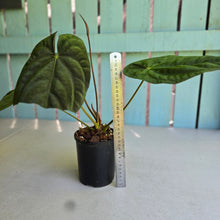 Load image into Gallery viewer, #RB9 Flowering Anthurium Papillilaminum x Dressleri