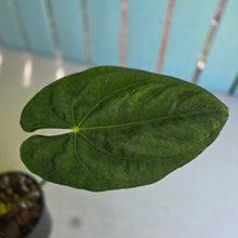 Load image into Gallery viewer, #RB9 Flowering Anthurium Papillilaminum x Dressleri
