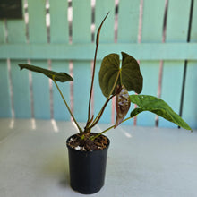 Load image into Gallery viewer, #RB9 Flowering Anthurium Papillilaminum x Dressleri