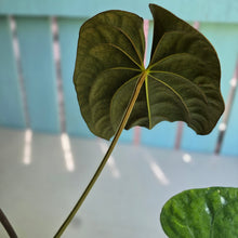 Load image into Gallery viewer, #RB9 Flowering Anthurium Papillilaminum x Dressleri