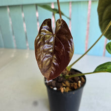 Load image into Gallery viewer, #RB9 Flowering Anthurium Papillilaminum x Dressleri
