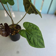 Load image into Gallery viewer, #RB9 Flowering Anthurium Papillilaminum x Dressleri