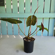 Load image into Gallery viewer, #RB9 Flowering Anthurium Papillilaminum x Dressleri
