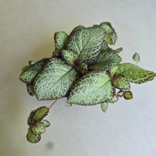 Load image into Gallery viewer, #RD1 Episcia