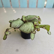 Load image into Gallery viewer, #RD1 Episcia
