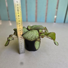 Load image into Gallery viewer, #RD1 Episcia