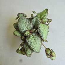 Load image into Gallery viewer, #RD1 Episcia