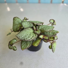 Load image into Gallery viewer, #RD1 Episcia