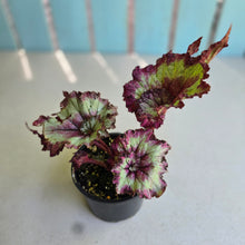 Load image into Gallery viewer, #D43 Begonia Raspberry Torte