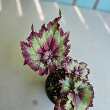 Load image into Gallery viewer, #D43 Begonia Raspberry Torte