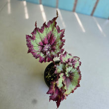 Load image into Gallery viewer, #D43 Begonia Raspberry Torte
