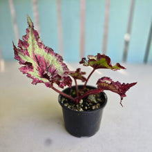 Load image into Gallery viewer, #D43 Begonia Raspberry Torte