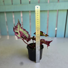 Load image into Gallery viewer, #D43 Begonia Raspberry Torte