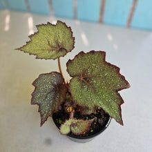 Load image into Gallery viewer, #R33 Begonia Unknown